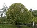 Arbre du Bicentenaire.