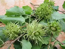Noisettes de Byzance avec leurs involucres chevelues hirsutes.