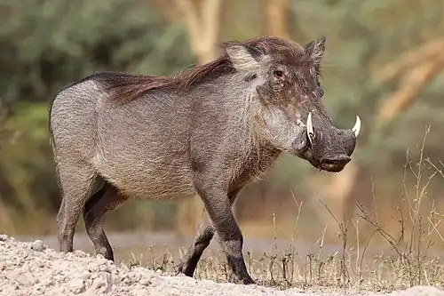 Phacochoerus africanus.