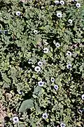 Floraison