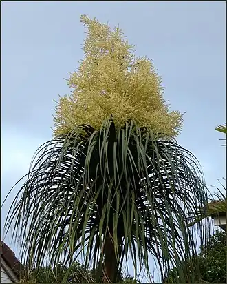 Description de l'image Nolina recurvata 3 (1).jpg.