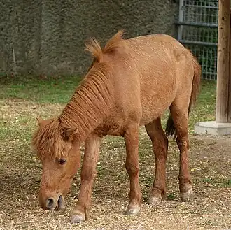Noma au zoo de Tennoji.