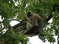 Individu subadulte, Vallée des singes (France)