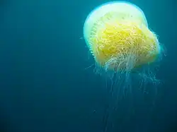 Méduse géante Nemopilema nomurai