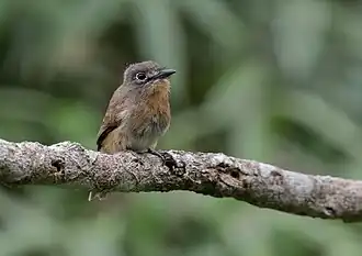 Description de l'image Nonnula rubecula.jpg.