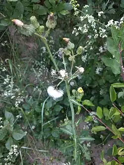 Fruits avec aigrette.