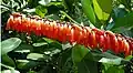 Nectaires de Norantea guianensis dans la région de Pereira (Colombie)
