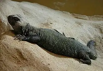 Uromastyx acanthinura.