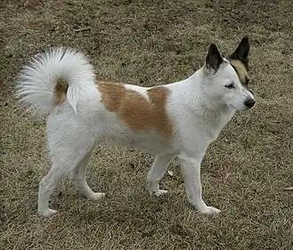 Spitz de Norrbotten.