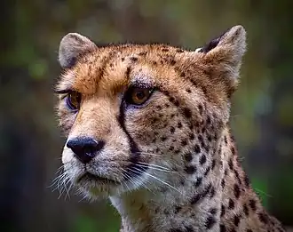 Le guépard du Sahara.