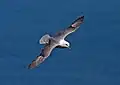 Fulmar boréal
