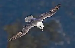 Un oiseau gris argenté, à la tête blanche, vole dans le ciel, les ailes déployées