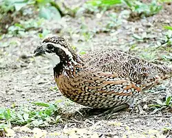 C. v. texanus