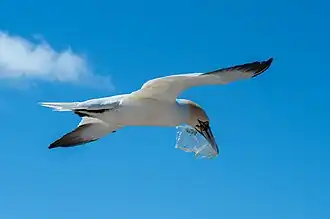 Fou de Bassan à Heligoland.
