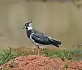Vanneau huppé - Vanellus vanellus (Linnaeus, 1758).