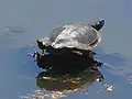 Tortue géographique