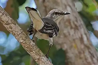 Moqueur polyglotte(Mimus polyglottos)