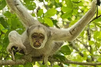 Description de l'image Northern Muriqui 9.jpg.