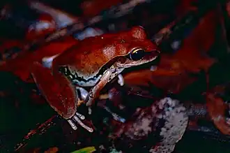 Description de l'image Northern Stony Creek Tree Frog (Litoria jungguy) (9822906336).jpg.