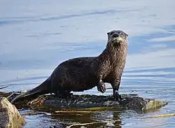 Loutre de rivière (Lontra canadensis).