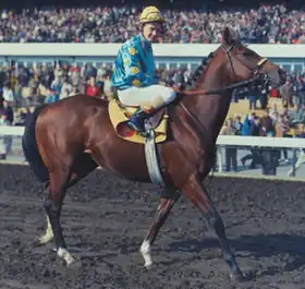 Photo d'un cheval bai et son jockey marchant sur la piste d'un hippodrome.