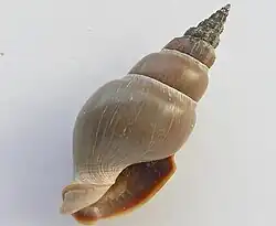 Northia northiae