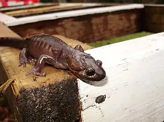 Description de l'image Northwestern salamander.jpg.