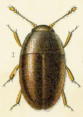 Description de l'image Nossidium pilosellum.jpg.
