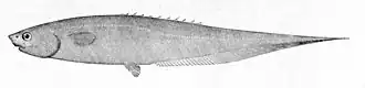 Description de l'image Notacanthus chemnitzii.jpg.