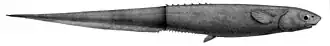 Description de l'image Notacanthus sexspinis1.jpg.