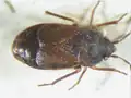 Noteolethaeus armstrongi, Australie, spécimen du NHMUK, espèce coléoptéroïde.
