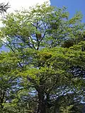 Nothofagus antarctica ou hêtre austral, ou localement ñire ou ñirre.