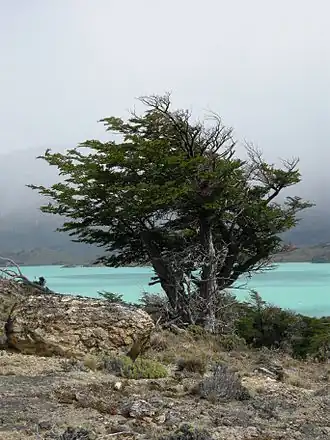 Image illustrative de l’article Lac Belgrano