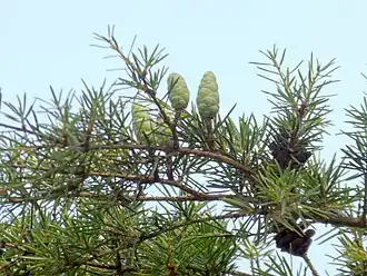 Description de l'image Nothotsuga longibracteata 1.jpg.