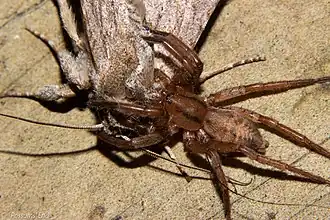 Description de l'image Notiodrassus distinctus attacks moth.jpg.