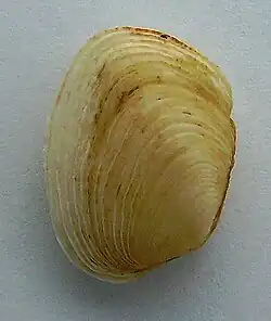 Notirus reflexus
