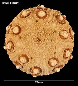 Notocidaris hastata