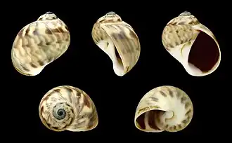 Notocochlis chemnitzii