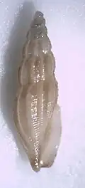 Notocytharella striosa.