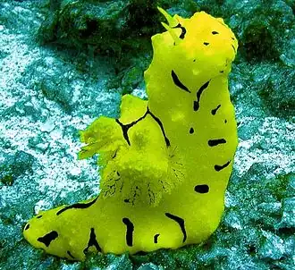 Aegires minor, un Aegiridae.
