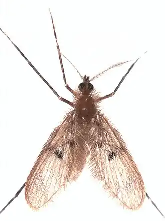 Description de l'image Notofairchildia zelandiae.jpg.