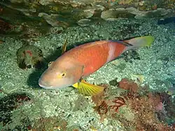 Notolabrus tetricus