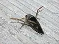 Notonecta triguttata, Japon