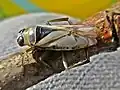 Notonecta viridis, Pays-Bas