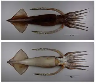 Nototodarus sloanii