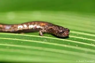 Description de l'image Nototriton limnospectator02.jpeg.