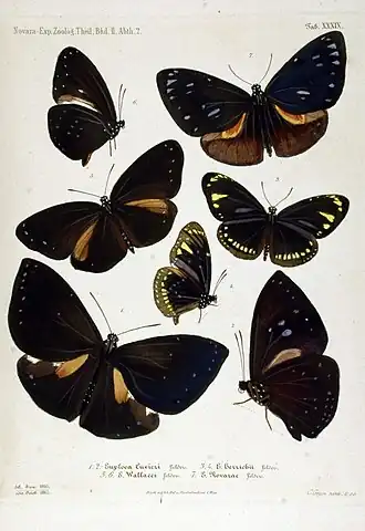 Description de l'image NovaraExpZoologischeTheilLepidopteraAtlasTaf39.jpg.