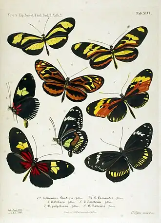 Description de l'image NovaraExpZoologischeTheilLepidopteraAtlasTaf47.jpg.