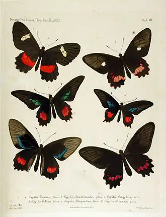 Description de l'image NovaraExpZoologischeTheilLepidopteraAtlasTaf8.jpg.