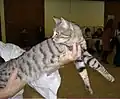 Un chat mackerel tabby